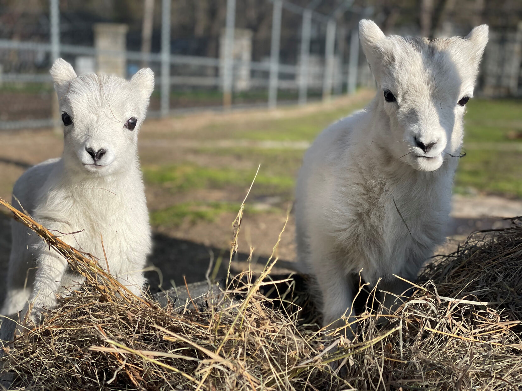 baby sheep, Como Zoo, things to do